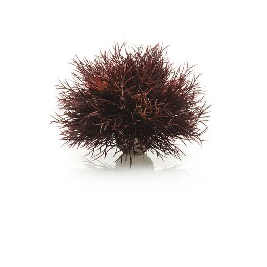 biOrb Lys de mer couleurs d'automne