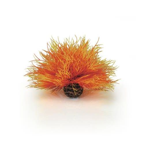 biOrb Lys de mer flamme