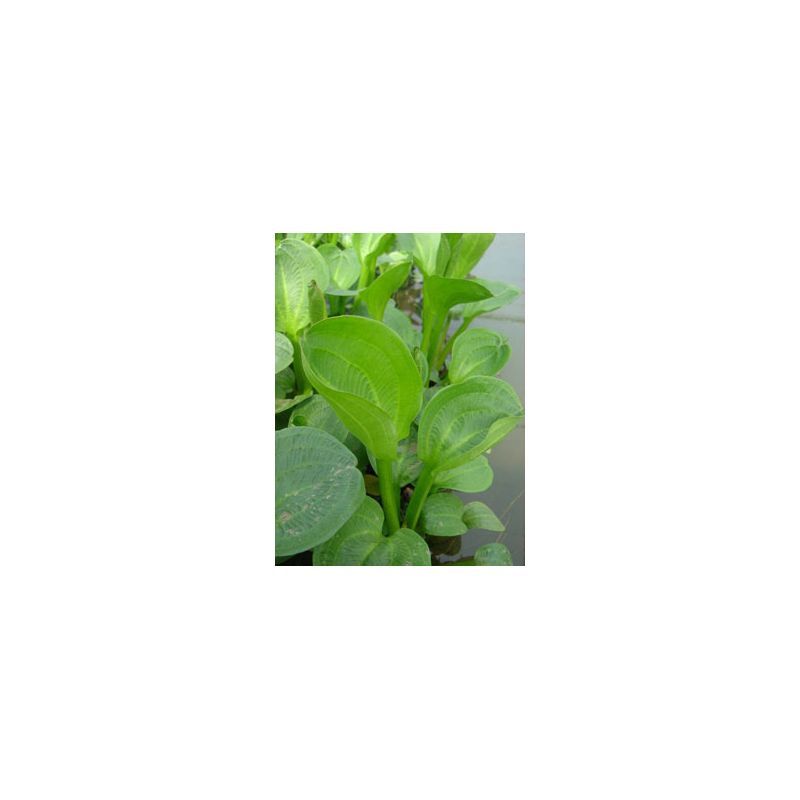 Zoom plante aquatique Alisma parviflora