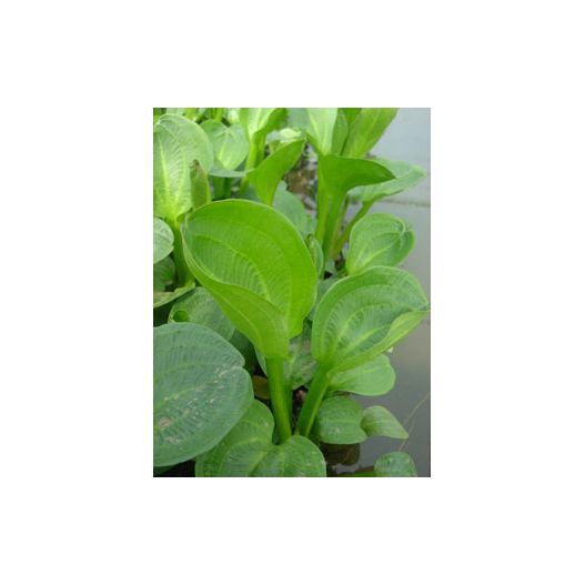 Zoom plante aquatique Alisma parviflora