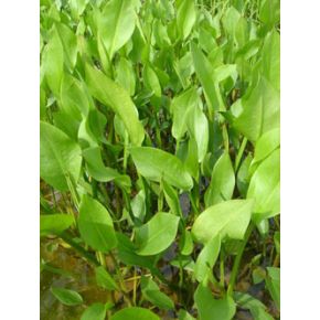 plante aquatique Alisma plantago