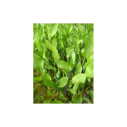 plante aquatique Alisma plantago