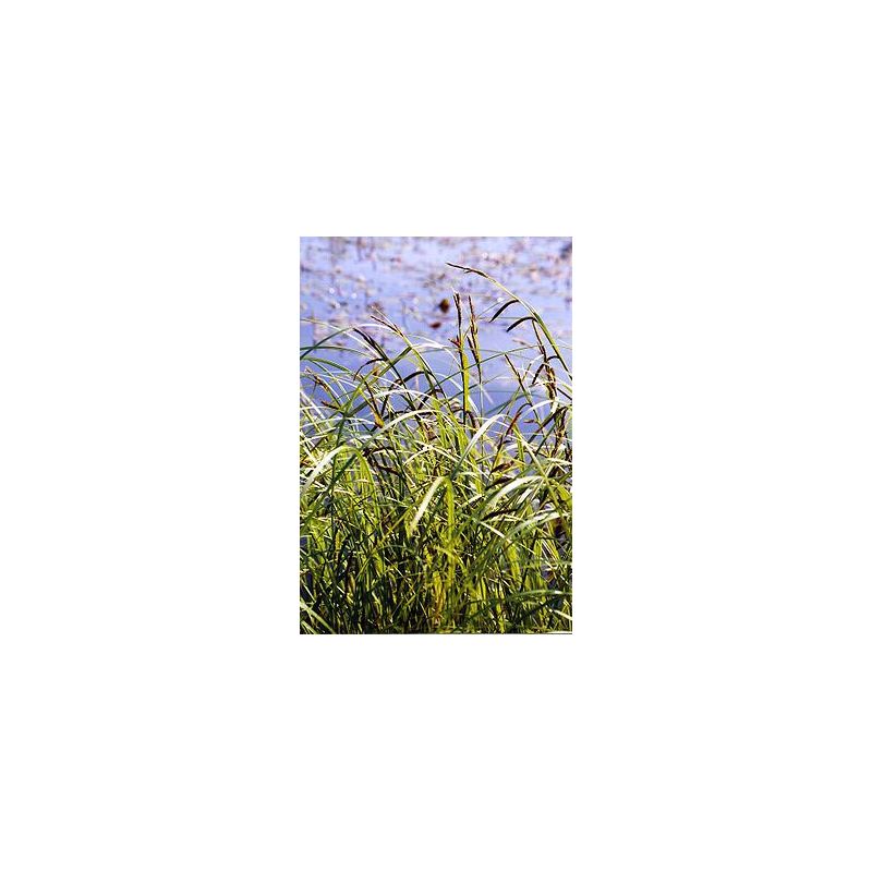 Carex acuta