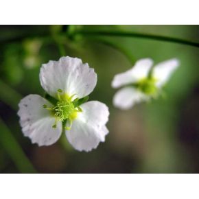 Zoom 1 plante aquatique Alisma plantago