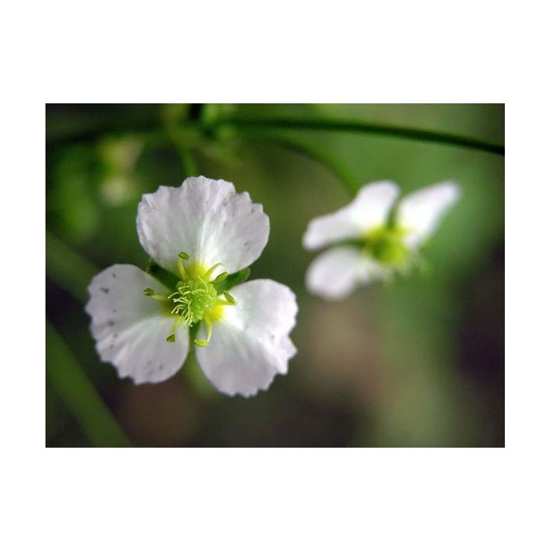 Zoom 1 plante aquatique Alisma plantago