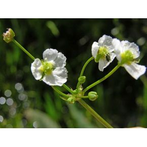Zoom 2 plante aquatique Alisma plantago