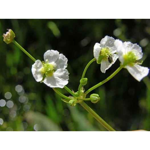 Zoom 2 plante aquatique Alisma plantago