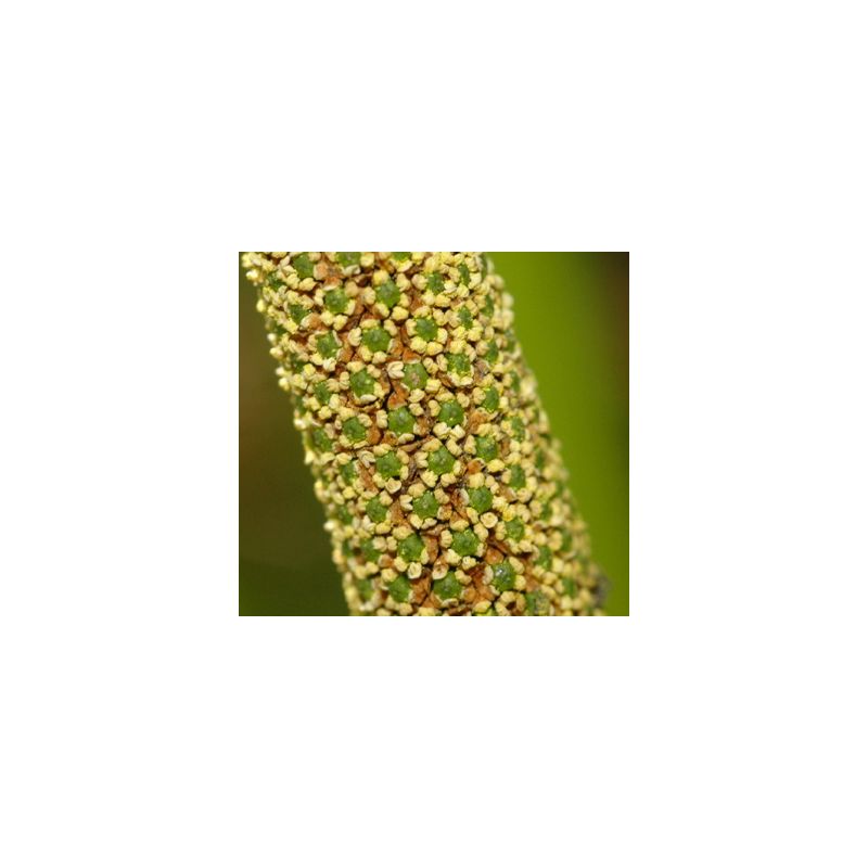 fleur de l'acorus calamus variegatus