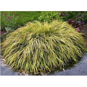 Acorus gramineus Ogon