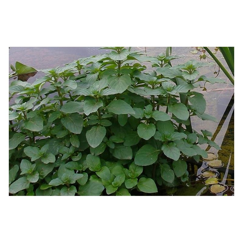 Mentha aquatica