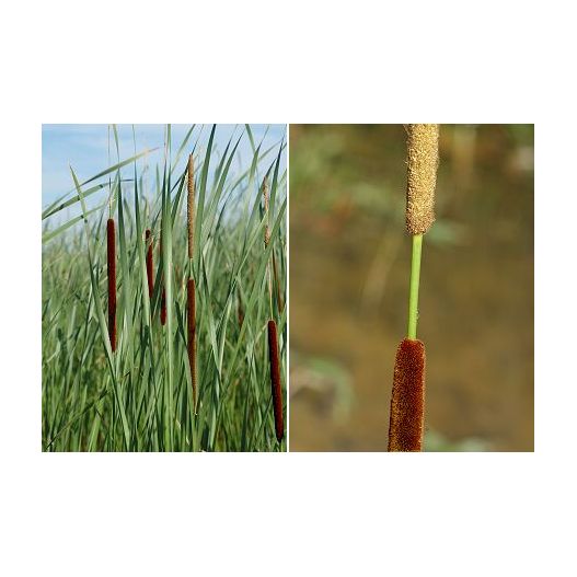 Typha angustifolia