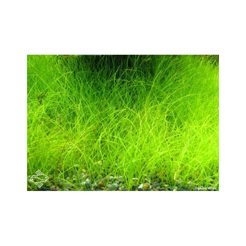 Eleocharis acicularis