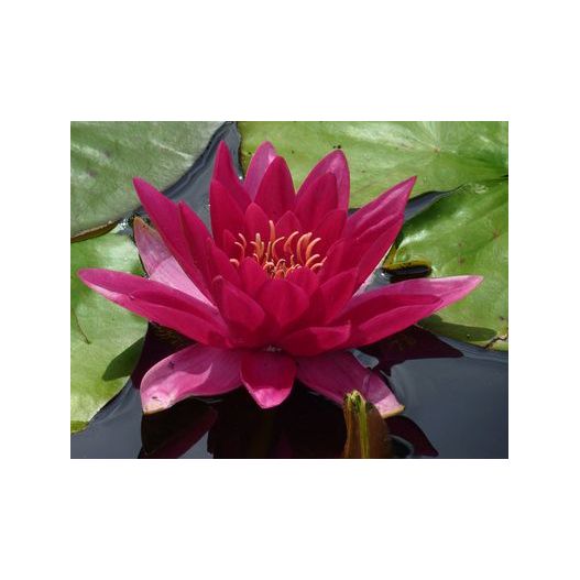 Nénuphar Escarboucle